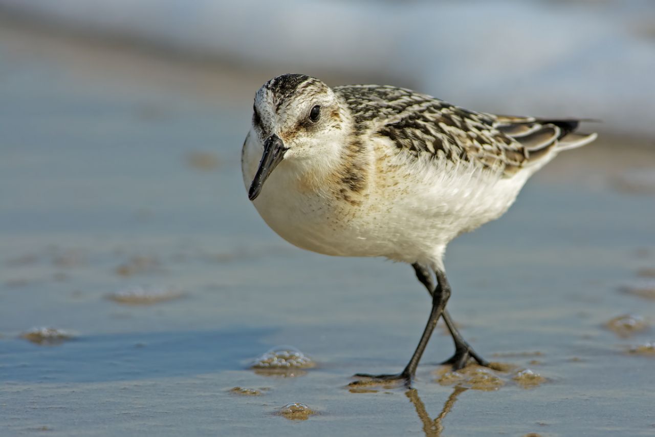 Piovanello tridattilo (Calidris alba)